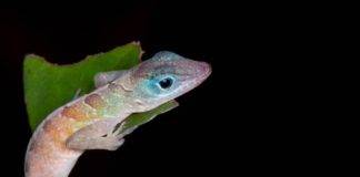 Free Festival on Sunday Celebrates Animals Made Here and More