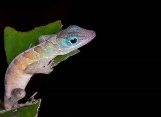 Free Festival on Sunday Celebrates Animals Made Here and More