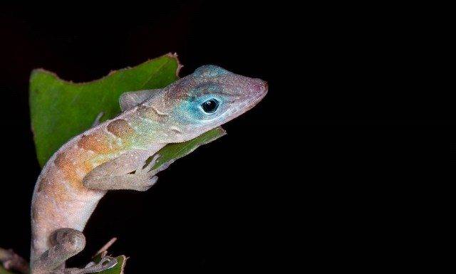 Free Festival on Sunday Celebrates Animals Made Here and More
