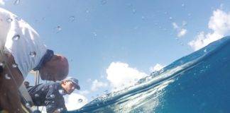 Sint Maarten Nature Foundation Relaunches Save our Sharks Shark Conservation Project