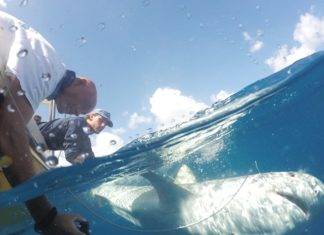 Sint Maarten Nature Foundation Relaunches Save our Sharks Shark Conservation Project