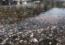 Sint Maarten Nature Foundation Responds to Sargassum Related Fish Die-Off in Oysterpond