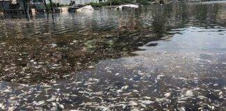 Sint Maarten Nature Foundation Responds to Sargassum Related Fish Die-Off in Oysterpond