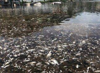 Sint Maarten Nature Foundation Responds to Sargassum Related Fish Die-Off in Oysterpond