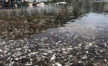 Sint Maarten Nature Foundation Responds to Sargassum Related Fish Die-Off in Oysterpond