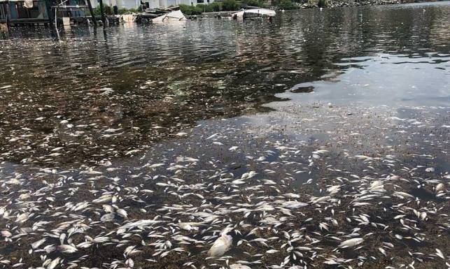 Sint Maarten Nature Foundation Responds to Sargassum Related Fish Die-Off in Oysterpond