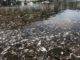 Sint Maarten Nature Foundation Responds to Sargassum Related Fish Die-Off in Oysterpond