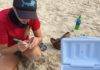 Nature Foundation Relocates Endangered Sea Turtle Nest From Great Bay Beach to Simpson Bay Due to Human Pressure