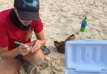 Nature Foundation Relocates Endangered Sea Turtle Nest From Great Bay Beach to Simpson Bay Due to Human Pressure