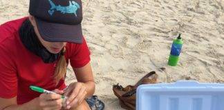 Nature Foundation Relocates Endangered Sea Turtle Nest From Great Bay Beach to Simpson Bay Due to Human Pressure