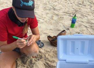 Nature Foundation Relocates Endangered Sea Turtle Nest From Great Bay Beach to Simpson Bay Due to Human Pressure