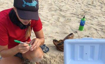Nature Foundation Relocates Endangered Sea Turtle Nest From Great Bay Beach to Simpson Bay Due to Human Pressure