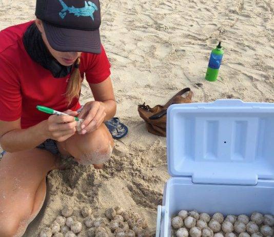 Nature Foundation Relocates Endangered Sea Turtle Nest From Great Bay Beach to Simpson Bay Due to Human Pressure