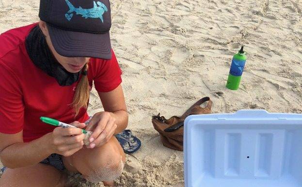 Nature Foundation Relocates Endangered Sea Turtle Nest From Great Bay Beach to Simpson Bay Due to Human Pressure