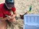 Nature Foundation Relocates Endangered Sea Turtle Nest From Great Bay Beach to Simpson Bay Due to Human Pressure