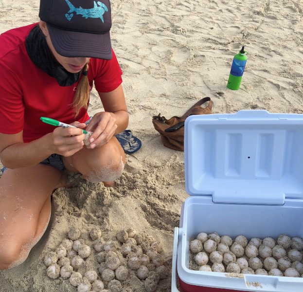 sea turtle eggs