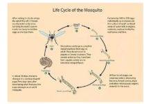 Communities reminded to prevent mosquito breeding sites after weekend of heavy rainfall