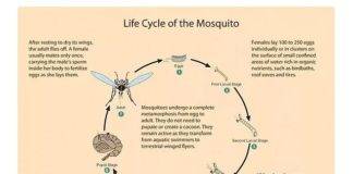 Communities reminded to prevent mosquito breeding sites after weekend of heavy rainfall