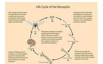 Communities reminded to prevent mosquito breeding sites after weekend of heavy rainfall
