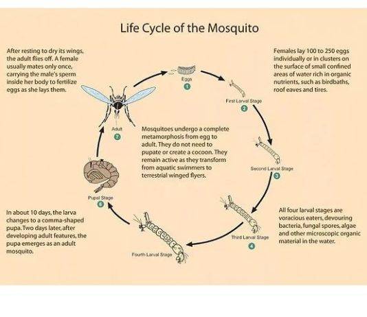 Communities reminded to prevent mosquito breeding sites after weekend of heavy rainfall
