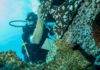 Caribbean-wide Plant a Million Coral Initiative Launched on Sint Maarten