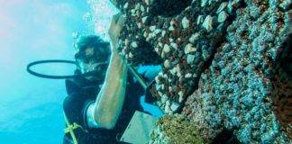 Caribbean-wide Plant a Million Coral Initiative Launched on Sint Maarten