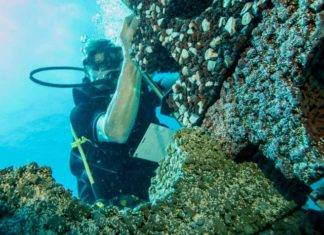 Caribbean-wide Plant a Million Coral Initiative Launched on Sint Maarten