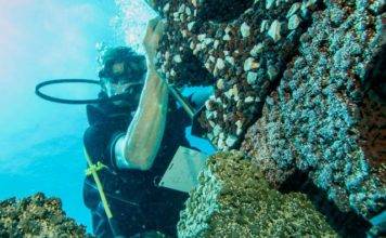 Caribbean-wide Plant a Million Coral Initiative Launched on Sint Maarten