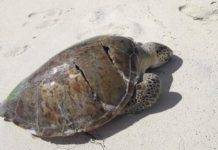 Nature Foundation Encourages Boat Owners to Observe Marine Traffic Laws to Protect Wildlife