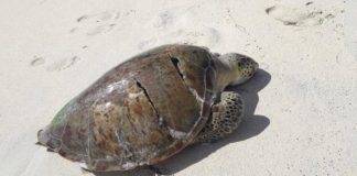Nature Foundation Encourages Boat Owners to Observe Marine Traffic Laws to Protect Wildlife