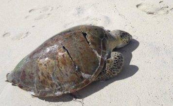 Nature Foundation Encourages Boat Owners to Observe Marine Traffic Laws to Protect Wildlife