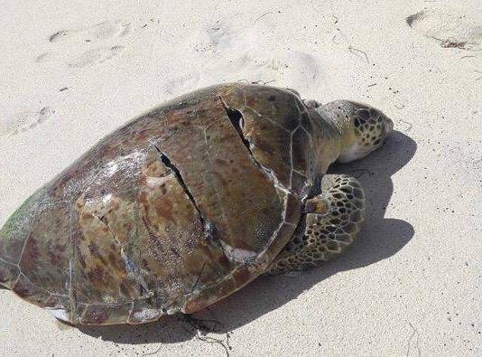 Nature Foundation Encourages Boat Owners to Observe Marine Traffic Laws to Protect Wildlife