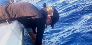 Sint Maarten Nature Foundation Places Satellite Tracking Device on Second Tiger Shark in St. Maarten Territorial Waters