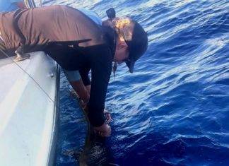 Sint Maarten Nature Foundation Places Satellite Tracking Device on Second Tiger Shark in St. Maarten Territorial Waters