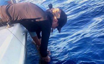 Sint Maarten Nature Foundation Places Satellite Tracking Device on Second Tiger Shark in St. Maarten Territorial Waters