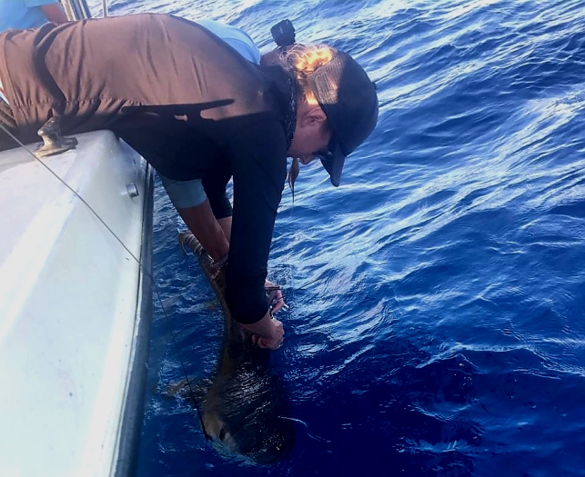 placement of second satellite tag on tiger shark Irma