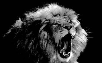 The Prophecy Of The Last Trumpet | The Bible’s Prophetic Announcement