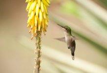 Dutch Caribbean Nature Alliance to Hold Virtual Board Meeting November 16th and 17th