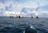 EPIC Sunset Kayak Raises Funds for Cleaner Lagoon