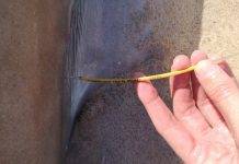 Nature Foundation St. Maarten collects data from deceased shark at Plum Bay beach