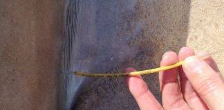 Nature Foundation St. Maarten collects data from deceased shark at Plum Bay beach