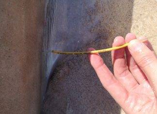 Nature Foundation St. Maarten collects data from deceased shark at Plum Bay beach