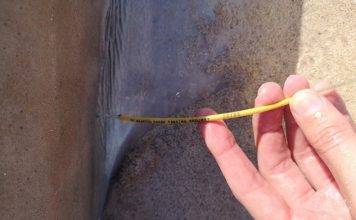 Nature Foundation St. Maarten collects data from deceased shark at Plum Bay beach