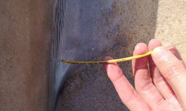 Nature Foundation St. Maarten collects data from deceased shark at Plum Bay beach