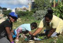 Re-greening SXM Project to Launch their Final Tree Planting Event