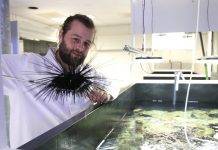Tropical sea urchins move from a marine lab in Leeuwarden to the Rotterdam Zoo