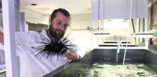 Tropical sea urchins move from a marine lab in Leeuwarden to the Rotterdam Zoo