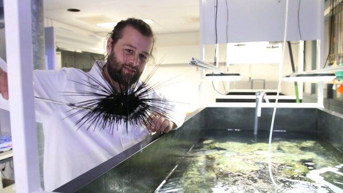 Tropical sea urchins move from a marine lab in Leeuwarden to the Rotterdam Zoo