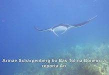 Citizen Scientists Needed to Identify Local Manta and Devil Rays