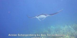Citizen Scientists Needed to Identify Local Manta and Devil Rays